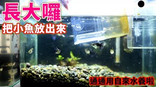全部的魚缸都用自來水養💪孔雀魚小魚養大了放出產子盒