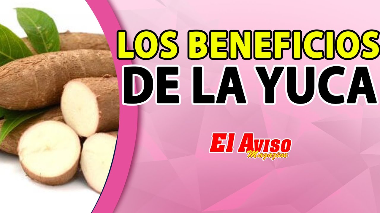¿YA CONOCES LOS BENEFICIOS Y PROPIEDADES DE LA YUCA - El Aviso Magazine