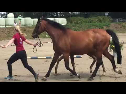 Stutfohlen von Quibery