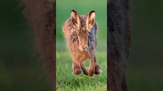 Download lagu 📷🐇 Morning Photography with Wild Hares mp3