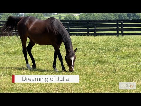 Stonestreet's Broodmare of the Year Dreaming of Julia and her growing dynasty