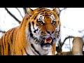 Tigers growling and roaring 😾 8 hours of tiger sound effects