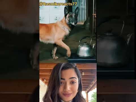 Rasmika mandana won dog ll #ytshorts #youtubeshorts #short #rasmikamandannastatus