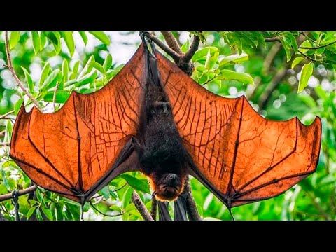 Amazing Facts About the World's Biggest Bat | Flying Fox