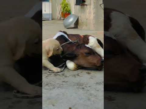 Friendship💕 #trending #youtube #shorts #doglover #cowlover #pets #shortsvideo #hashtags #viral #pet