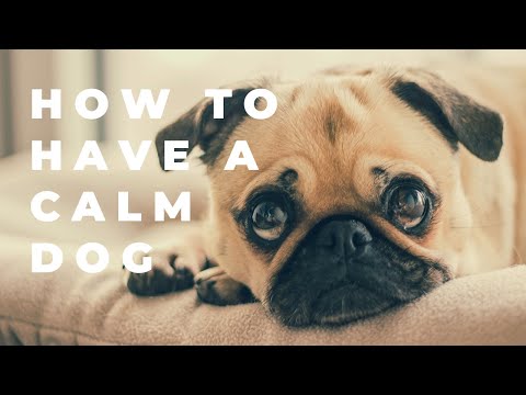 The Balanced K-9, LLC video.