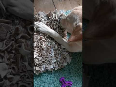 Well Heeled Hounds video.