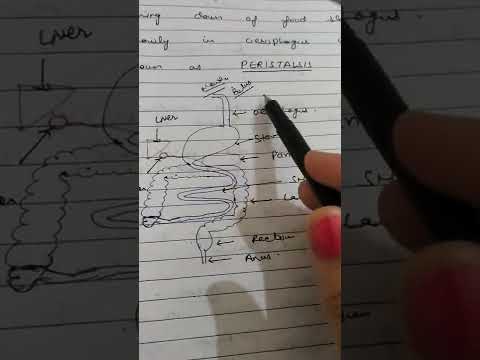 Digestion in Large Intestine