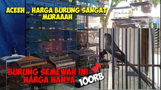 Download lagu Harga Pasaran Burung Di Aceh Sangat Murah Dan burung Juga Berkualitas mp3