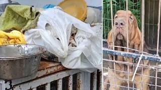 Il video dell'allevamento di cani sequestrato a Fiavé: «Condizioni inaccettabili, il pavimento de...