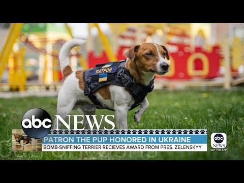 Service dog honored in Ukraine