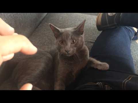 Pelea de gato UFC 😂😂😂