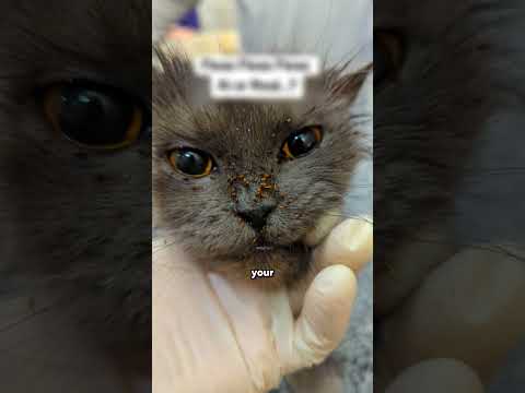 Fleas vs Normal Bugs—Here’s the Scary Difference #shorts