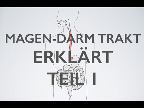 Magendarm Trakt Teil 1 | Medizin Grundlagen🎓