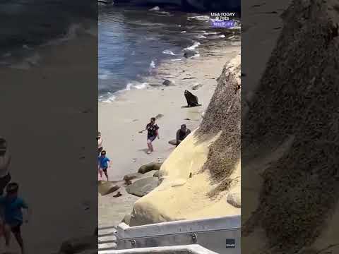 Territorial sea lions chase off beach crowd. See video.