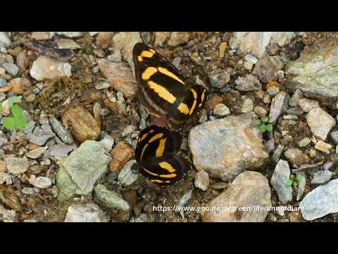 オオキイロミスジ　Neptis thisbe