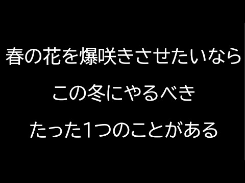 キョウチクトウ用のマルチは何ですか