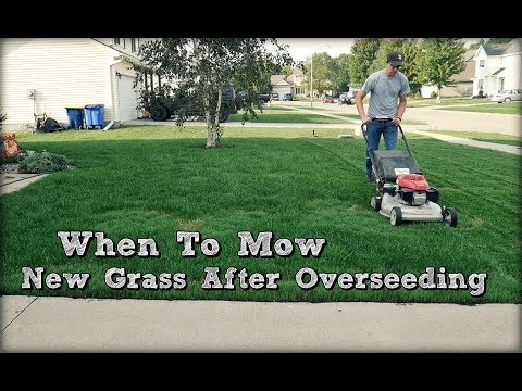 When To Mow New Grass after Overseeding and First Mow