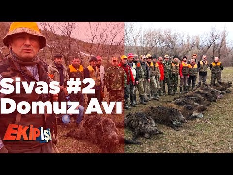 Sivas Domuz Avı 2 ( Büyük Sürünün Peşinde )  Ekip İşi 2.Bölüm Yaban Tv Wild Boar Hunting