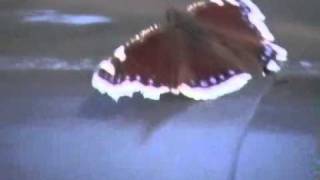 Kun Herra hoitaa paimentaa