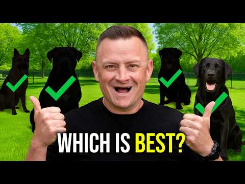 Top 3 Dog Breeds | Which Is BEST For You?!