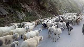 preview picture of video 'Sheep and Goats wangtoo Karcham Himachal Pradesh'