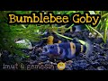 Ikan Hias Bumble Bee Transformer