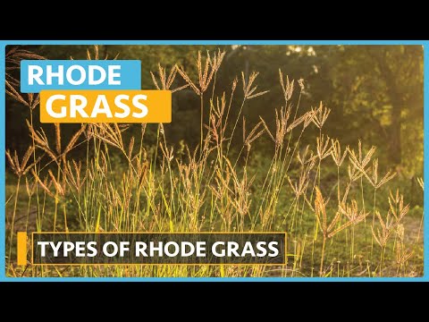 Rhode Grass Farming Lesson 1 Introduction and types of Rhode Grass