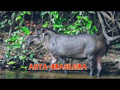 ANTA-BRASILEIRA | O MAIOR MAMÍFERO TERRESTRE DO BRASIL!