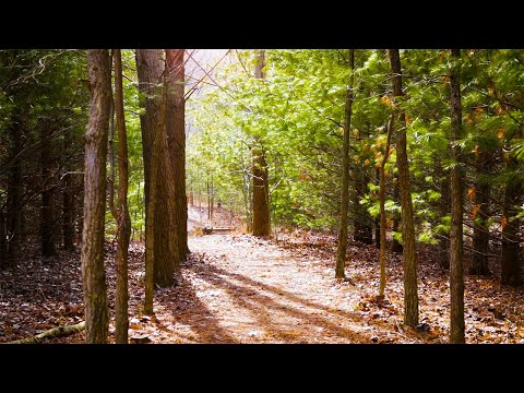 Beautiful Relaxing Music with Nature Sounds: Calming Forest Birdsong, Sleeping Music, Soothing Piano Video