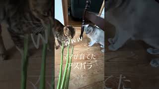 【猫動画】保護した仔猫と先住猫日常🐈‍⬛かわいいし癒し #保護猫 #子猫 #ねこのいる生活