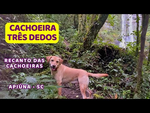 Cachoeira Três Dedos - Recanto das Cachoeiras - Apiúna - Santa Catarina - Trilha com cachorro