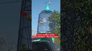 Download lagu SOGON GACOR MATERI BELALANG EMAS - PELATUK SAMPIT ❗️❗️ #sogokontongjuara #sogongacordor #sogonisian mp3