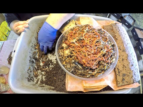 ANCs from horizontal migration hauled-out & 2 new worm bins launched - vermicompost