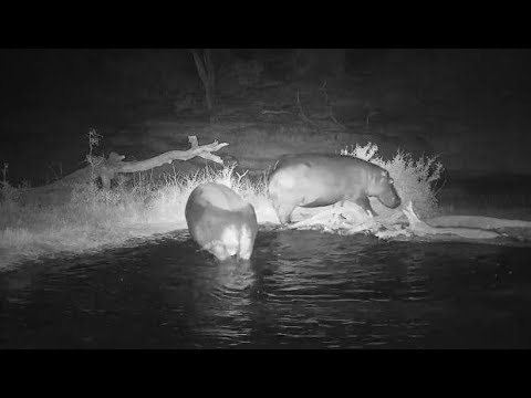 Djuma: Two Hippos get out of pan quickly - 20:52 - 08/01/19