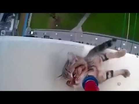 Video of a cat rescue from a building ledge in Singapore becomes internet sensation