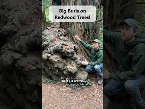 Big Burls can Save Ancient Redwood Trees! #redwoods #trees