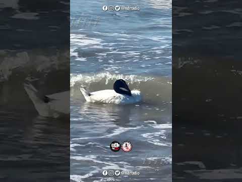 🌊 EL MAR DE LOS CISNES 🦢 / El ave DANZÓ entre las OLAS de #SanBernardo 🖤