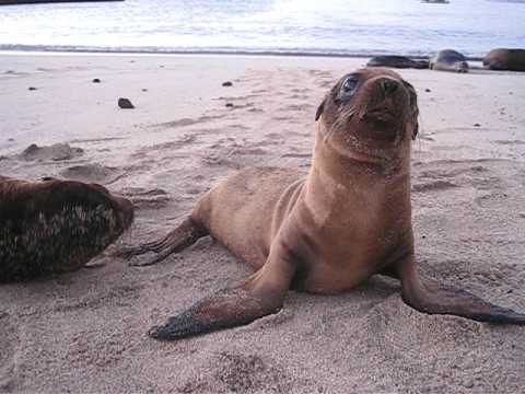 Playful Baby Sea Lions