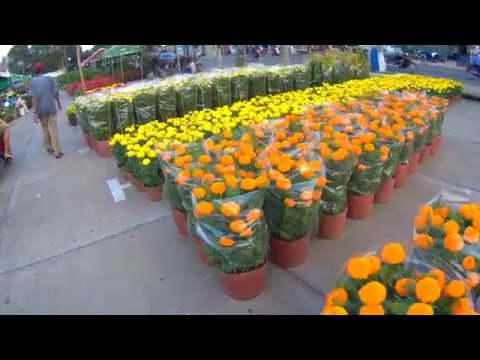 bonsai tree: Chợ Hoa tết 2019