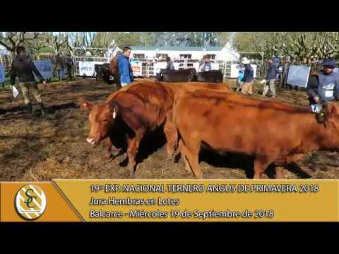 19-09-18 Jura Terneras en lotes - Exp. Nacional del ternero Angus de Primavera - Balcarce