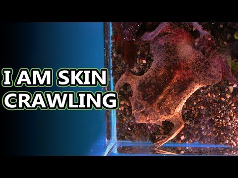Surinam Toad facts — Pipa pipa
