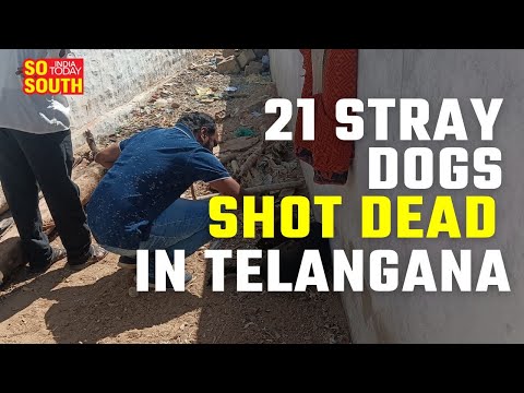21 Stray Dogs Shot Dead in Telangana Village | SoSouth