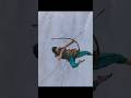 Khoya Hain Full Video Baahubali The Beginning Prabhas Tamannaah M M Kreem Manoj M