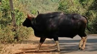 preview picture of video 'गवा कळप आजरा महागाव रोड Indian Gawa bison'