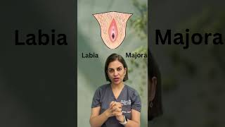 Download lagu What is Labia Majora? #Labia #femaleanatomy #AsktoDrSurbhi mp3 Download lagu What is Labia Majora? #Labia #femaleanatomy #AsktoDrSurbhi mp3