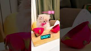 Dirty Sock Punishment For Kitten 🧦