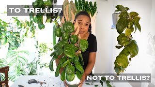 To Trellis or Not to Trellis? Here’s How I Know!
