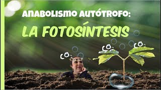 Anabolismo autótrofo: LA FOTOSÍNTESIS - 2º de Bachiller. Bio[ESO]sfera