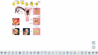 Eğitim Vadisi AYT Biyoloji 7.Föy Üreme Sistemi 2 Konu Anlatım Videoları